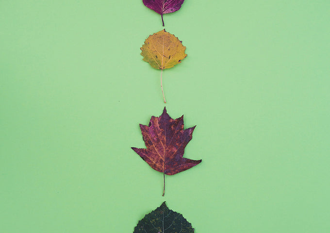 Cómo enfrentar plagas y enfermedades más comunes huertos domésticos