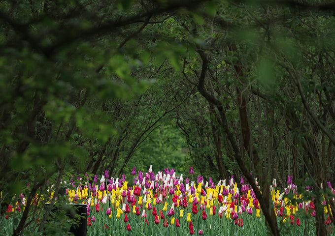Cuidados de las plantas: 20 Trucos de jardinería