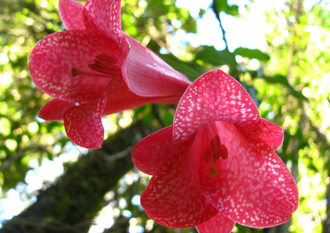 La Guía Magistral para Cultivar Copihues