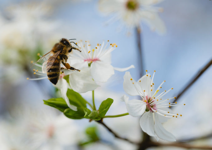 6 Flores que Plantar para Salvar a las Abejas