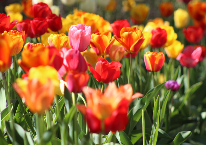 7 Flores Especiales para Sembrar en Agosto en el Hemisferio Sur