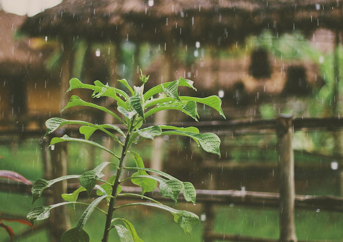 Cinco Formas de Cuidar tus Plantas al Caer Lluvias Fuertes
