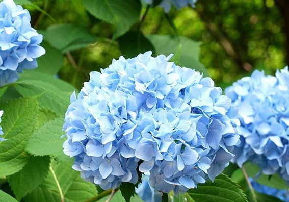 Crecimiento y Cuidado de las Hermosas Flores Hortensias