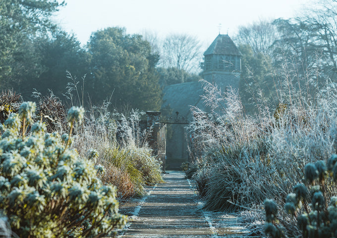 7 Tips para que tu jardín se mantenga verde durante el invierno