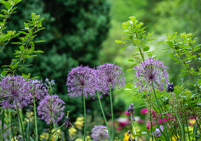 18 Maneras de hacer un jardín en tu casa