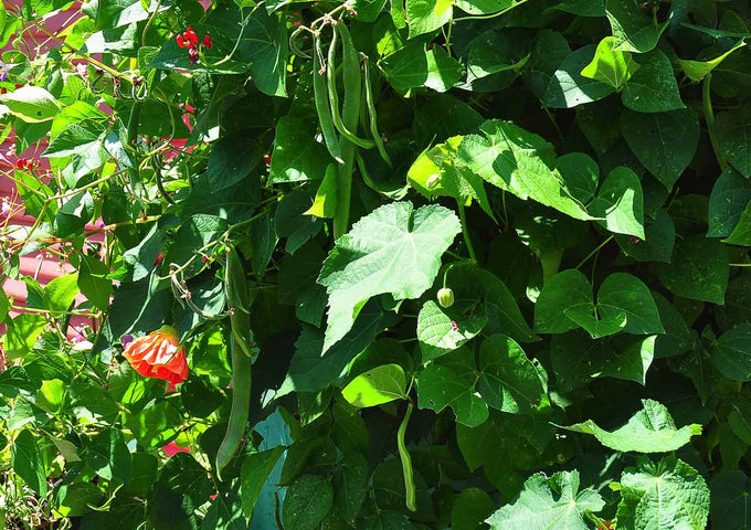 Jardinería de Verduras con Maceteros para Terraza y Patios