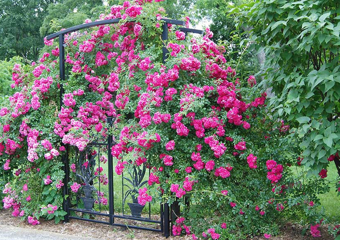 La Guía Esencial para Cultivar Hermosas Rosas