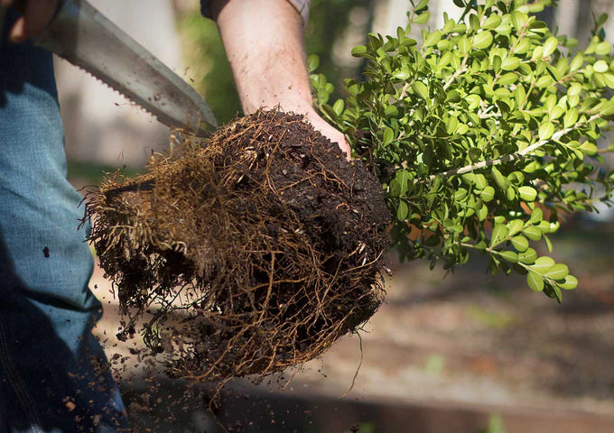 Oasis en tu Jardín: Trasplantar y Dividir