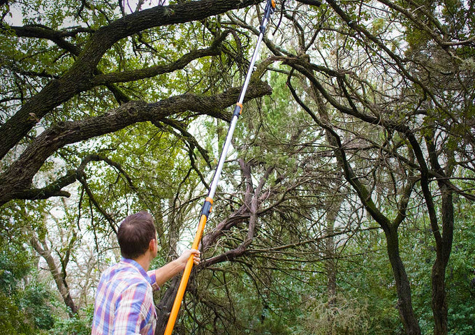 Oasis en tu Jardín: 4 Tips para Podar Perfecto