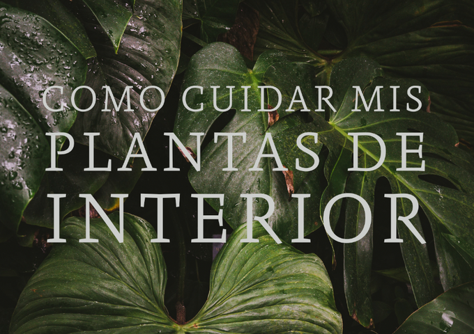Como cuidar mis plantas de interior