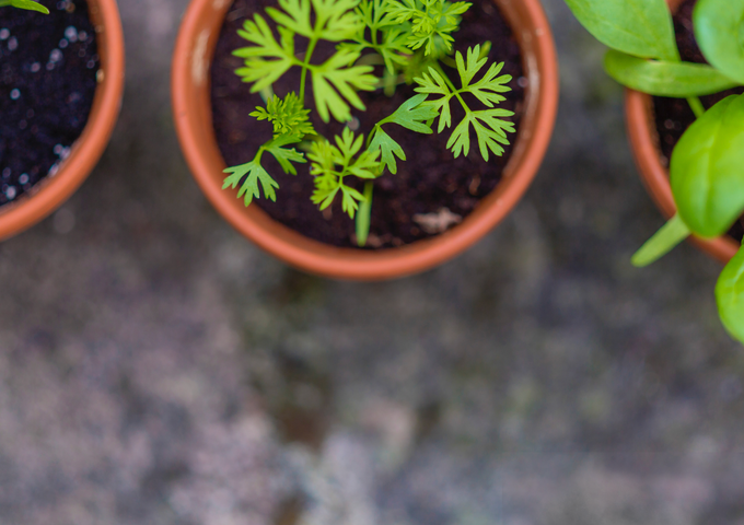 Qué plantar en primavera en nuestro huerto urbano