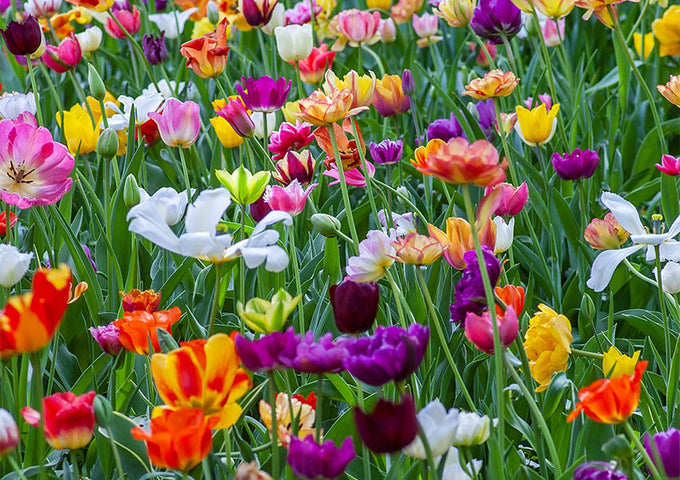12 cuidados básicos para el jardín en primavera