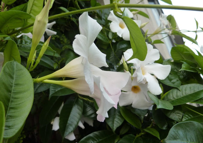 3 plantas con una maravillosa esencia para tu cocina