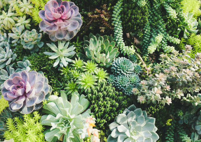 10 Increíbles Suculentas para el Interior de tu Casa