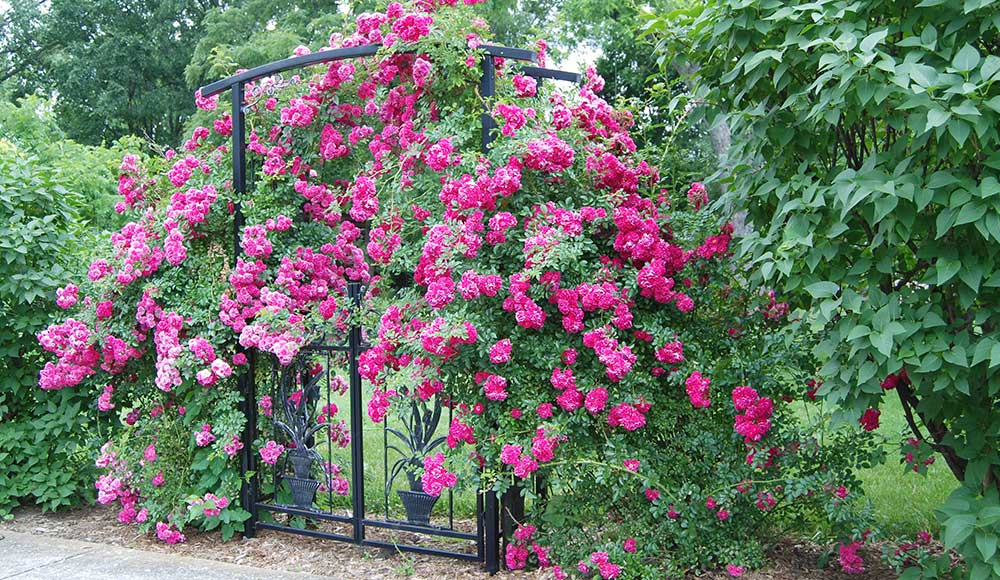 La Guía Esencial para Cultivar Hermosas Rosas