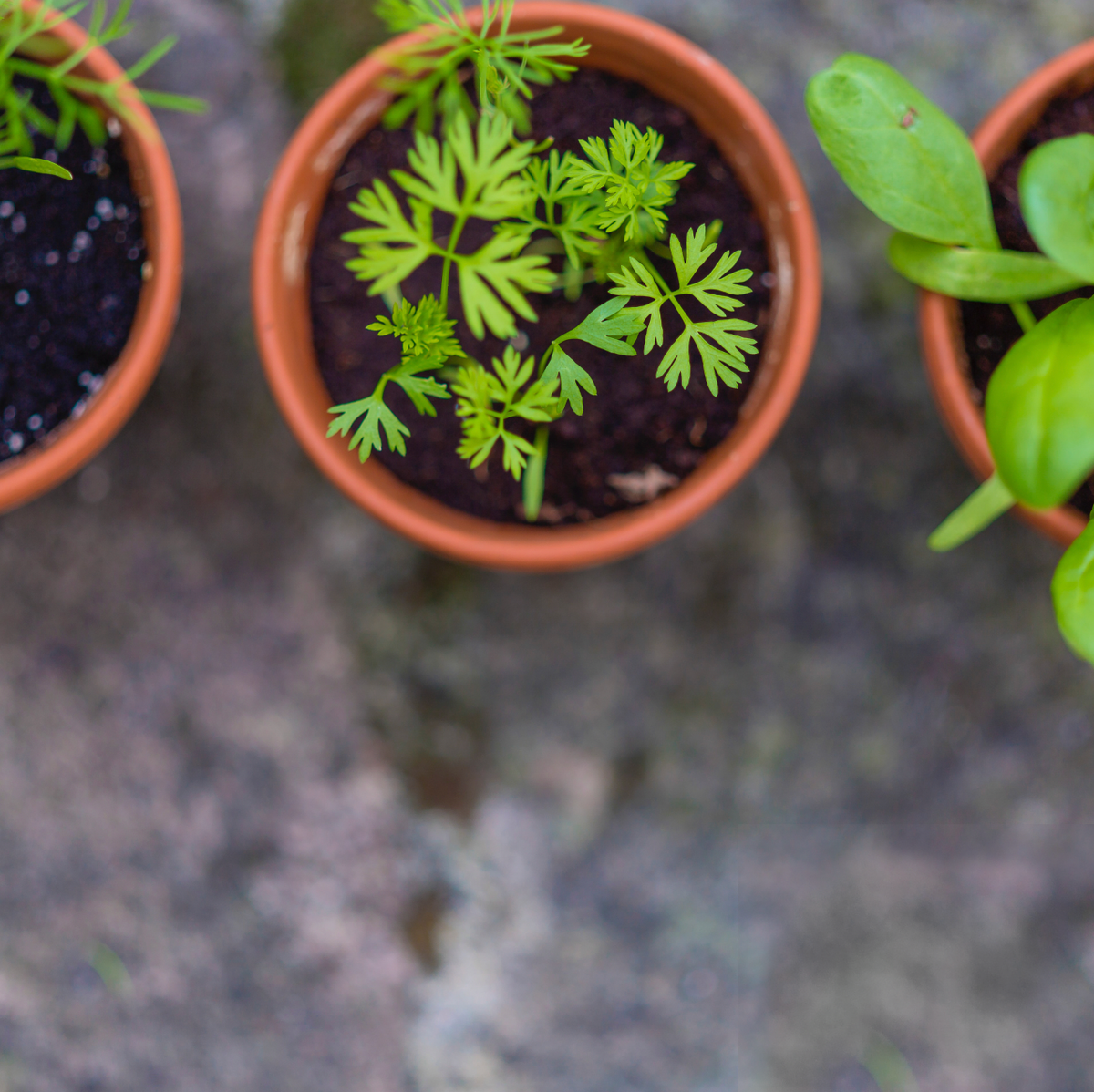 Qué plantar en primavera en nuestro huerto urbano