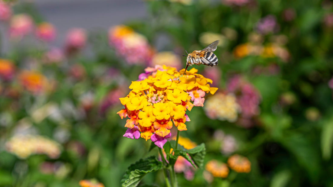 Abeja sobre flor - Foto: Erik Karits / Unsplash