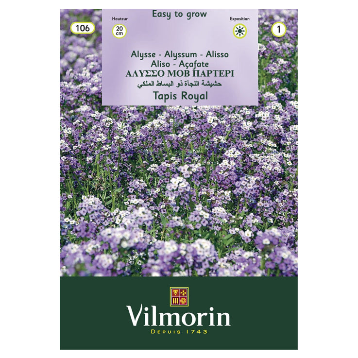 En este texto se ve un sobre de Aliso Violeta, la flor es de color morado con tonos claros y oscuros. Marca Vilmorin. El empaque tiene una foto donde aparecen varias flores. 