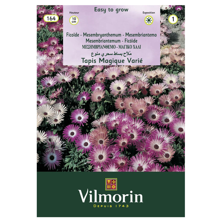 En esta imagen aparece un sobre de semillas de Flores Rayito de Sol. La marca es Vilmorin. En el envase aparece una foto donde se muestran muchas flores Rayito de Sol, de tonos morados y rosados.