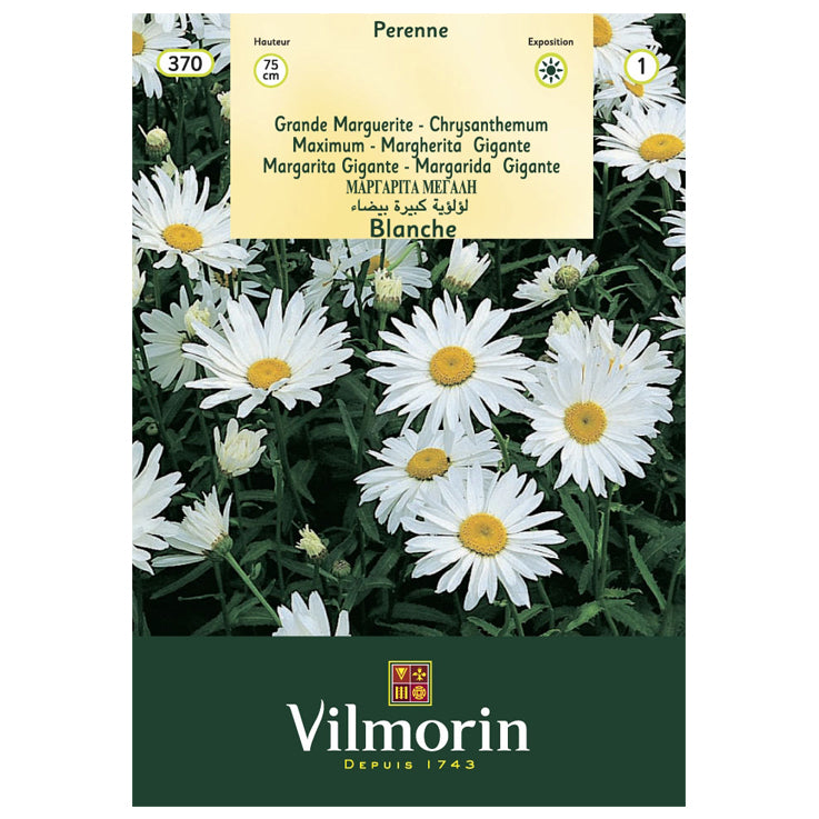 En esta imagen se ve un sobre de Semillas de flor de margarita gigante marca Vilmorin. En la foto del paquete aparecen varias margaritas de color blanco y centro amarillo.