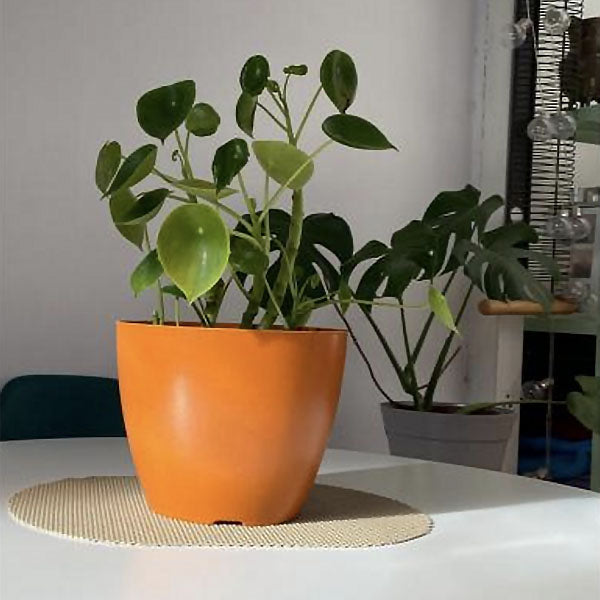 Macetero de bambu y resina biodegradable decogreen color naranjo con planta sobre una mesa