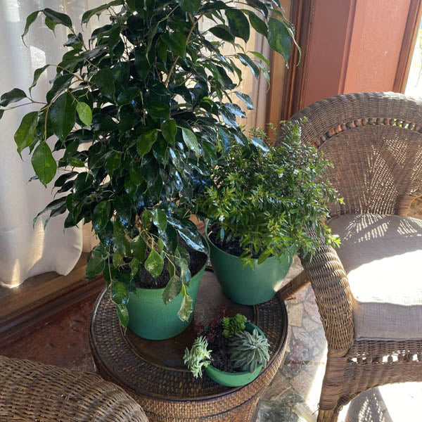 3 maceteros Decogreen verde con plantas..
